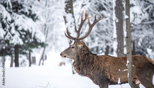 Wallpaper Mural Majestic stag standing proudly amidst a snowy winter wonderland forest scene Torontodigital.ca
