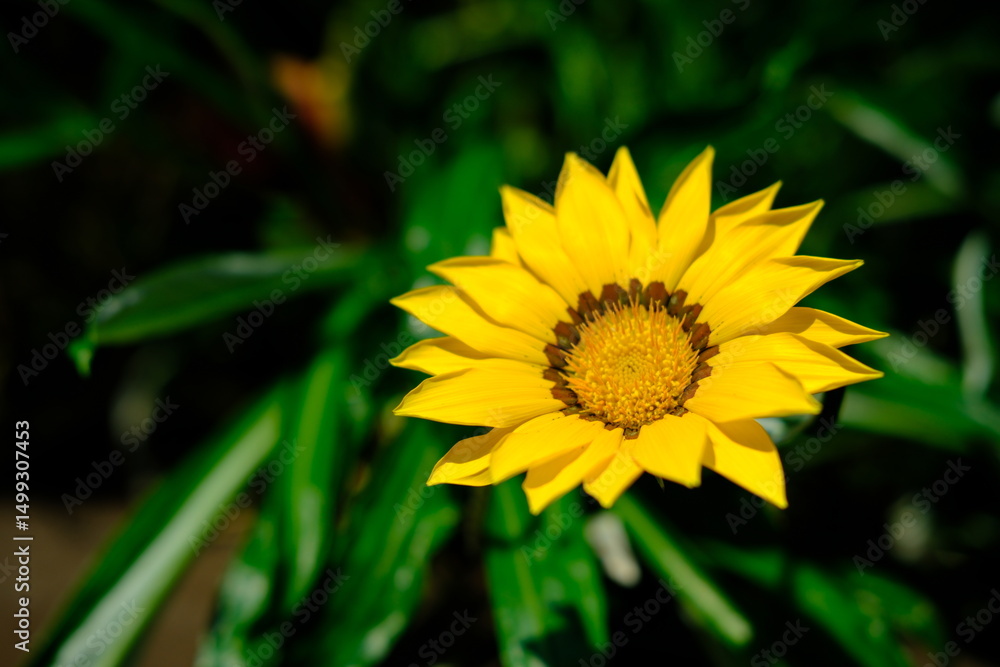 A yellow flower with a brown center