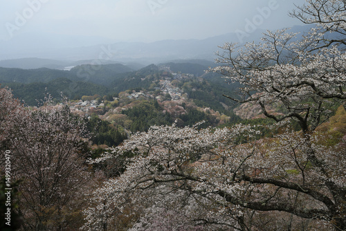 Wallpaper Mural 吉野山上千本から見た吉野山の桜 Torontodigital.ca