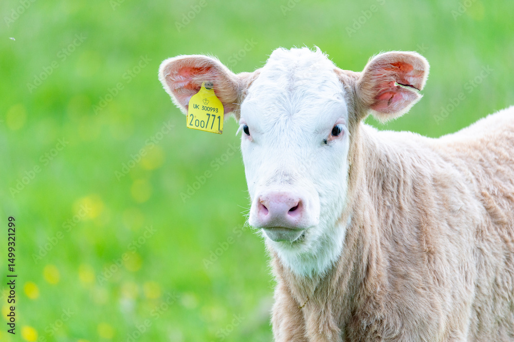 Obraz premium portrait of a cow