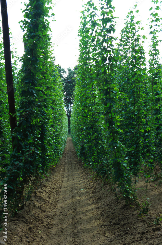 Obraz premium Vineyard