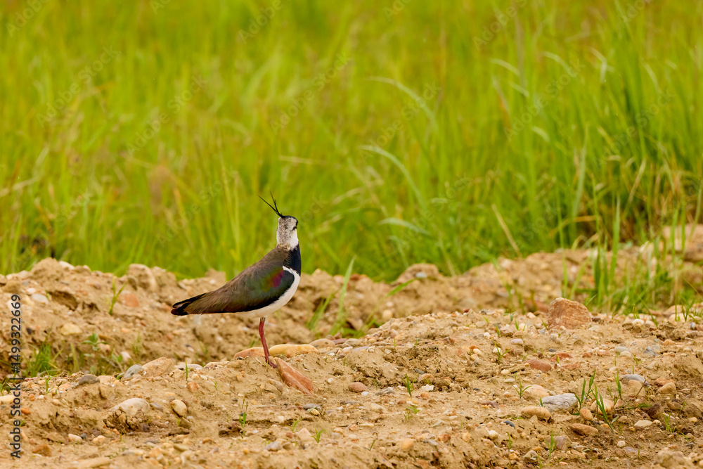 (Vanellus vanellus) standing alert on the ground (Vanellus vanellus) standing alert on the ground
