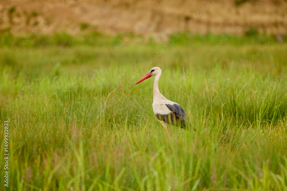 Fototapeta premium a stork sitting in the grass looking for food