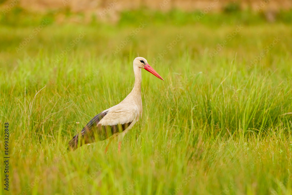 Fototapeta premium a stork sitting in the grass looking for food