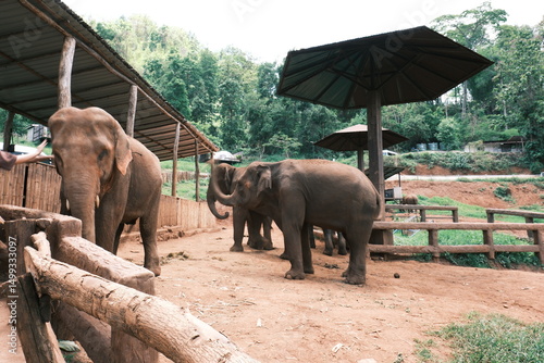 Three elephants are standing in a pen