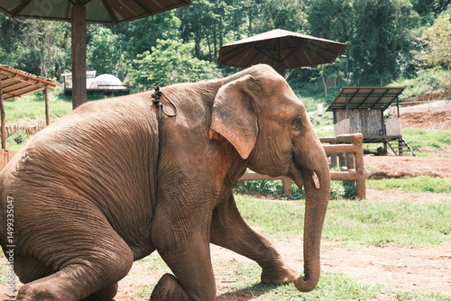 An elephant is walking in a field with a leash on its head
