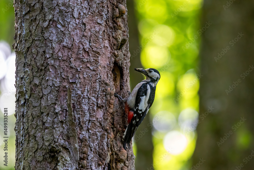 Fototapeta premium Great spotted woodpecker clinging to tree