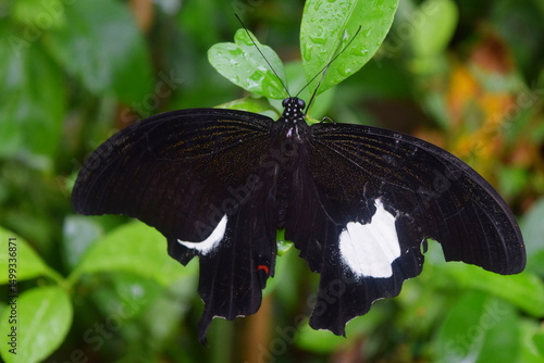 Photography Common Mormon Butterfly (Papilio polytes) Resting on Leaf in Kuala Lumpur Butter