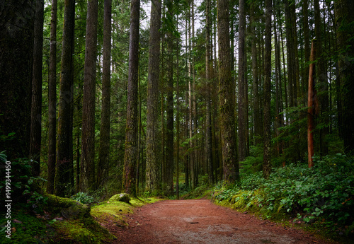Scenic Pacific west coast rainforest, rich in moss, sword ferns, cedar trees, and Douglas fir trees. Hiking trail in beautiful coniferous forest. Vancouver, British Columbia, Canada