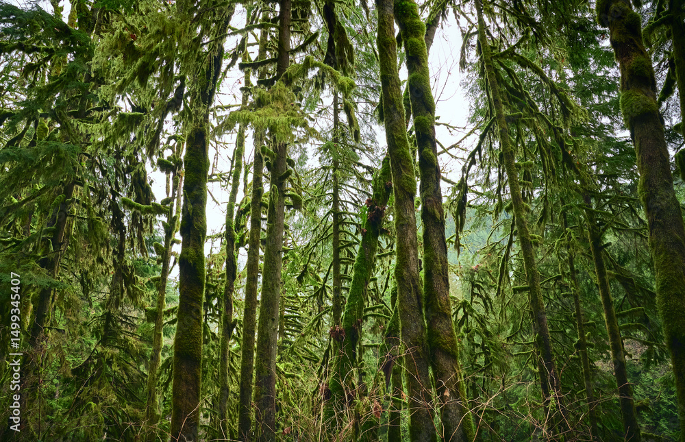 Fototapeta premium Scenic Pacific west coast rainforest, rich in moss, sword ferns, cedar trees, and Douglas fir trees. Vancouver, British Columbia, Canada