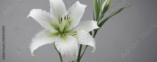 Single graceful white lily, green stem, sympathy card concept, design, calm
