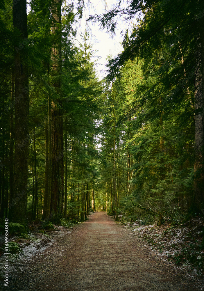 Fototapeta premium Scenic Pacific west coast rainforest, rich in moss, sword ferns, cedar trees, and Douglas fir trees. Hiking trail in beautiful coniferous forest. Vancouver, British Columbia, Canada