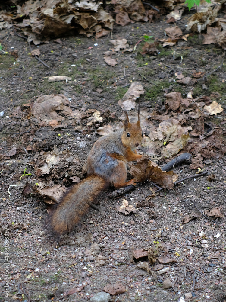 Fototapeta premium Cute squirrel sitting on a tree
