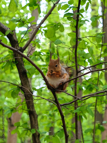 Cute squirrel sitting on a tree