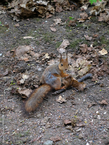Cute squirrel sitting on a tree