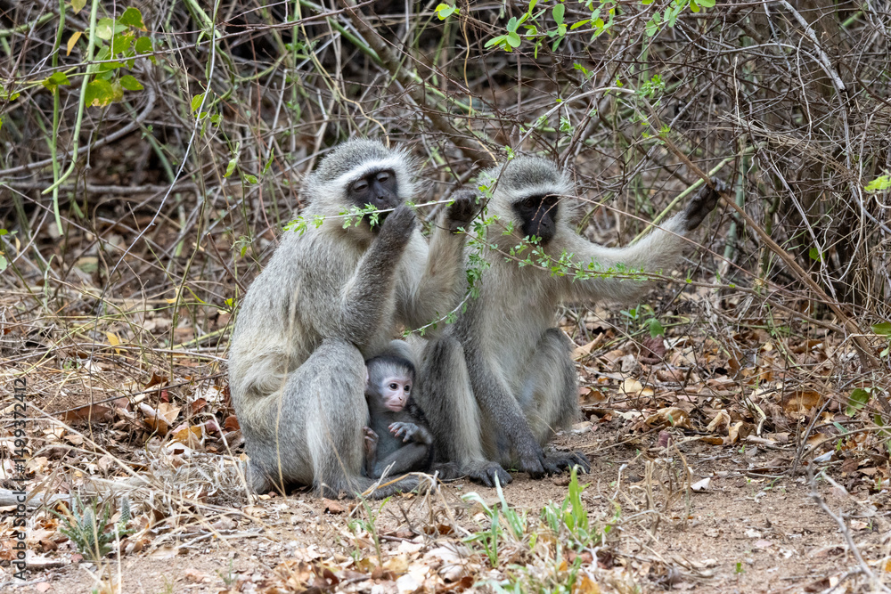 Obraz premium Le repas de la famille singe