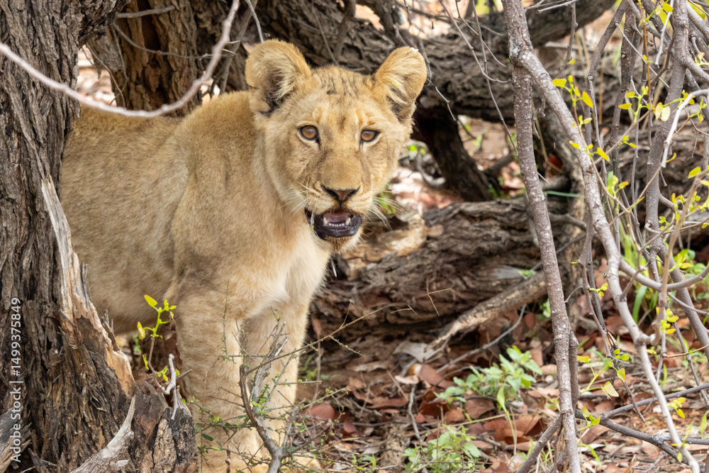 Obraz premium lionceau kruger