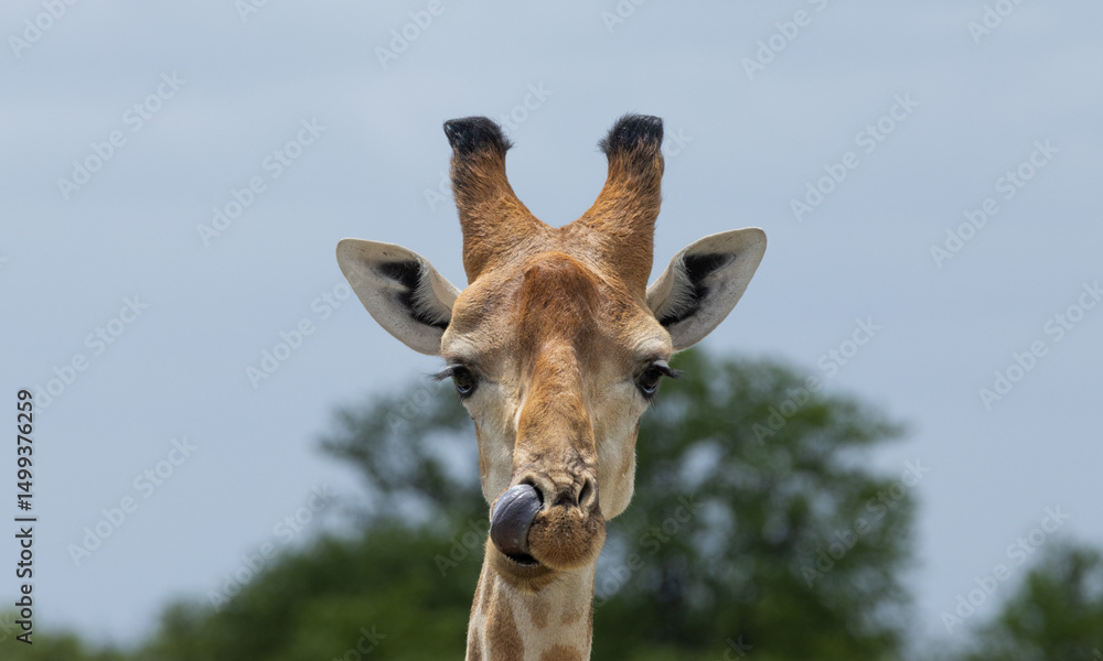 Naklejka premium Girafe qui se cure le nez