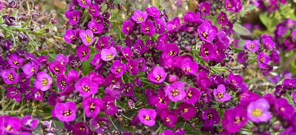 Lobularia maritima or Sweet alyssum purple flowers as a nature background for design.Selective focus. Lobularia maritima or Sweet alyssum purple flowers as a nature background for design.Selective focus.