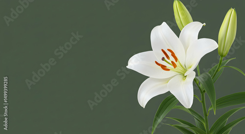 White lily, Lily flower, Single lily, Single White Lily Flower on Green Background