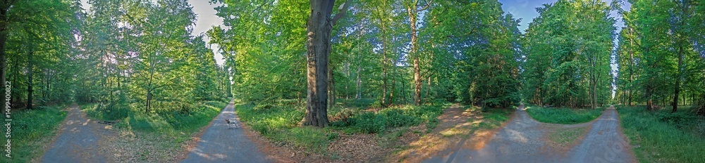 Obraz premium Panoramic forest path with green trees and sunlight