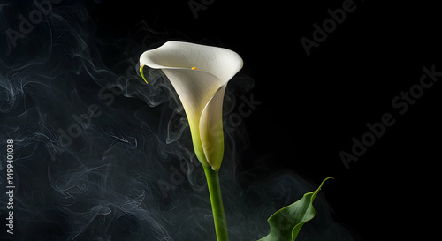 Calla lily, Arum lily, White flower, Calla Lily in Smoke