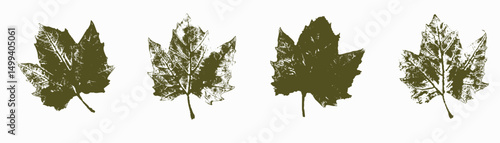 Natural Platanus leaves imprint, Grunge style, Vector, Isolated, Decorative elements for design	