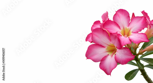 Adenium obesum, Desert rose, Impala lily, Pink Adenium Obesum Flowers on White Background
