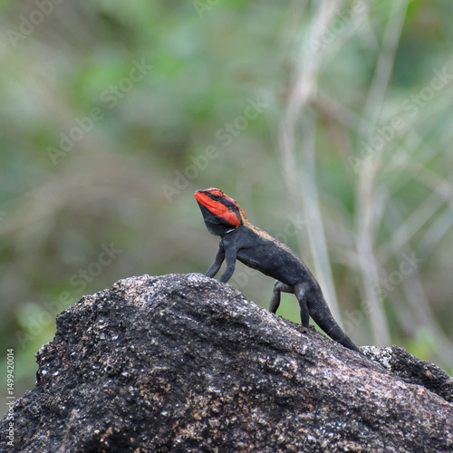 Fotografie A vibrant red-headed agama lizard perched on a rock in a natural habitat, showcasing its striking colors and textures