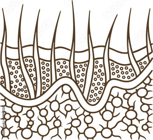 hair follicle and skin structure diagram scalp cross section, dermis illustration, biology education