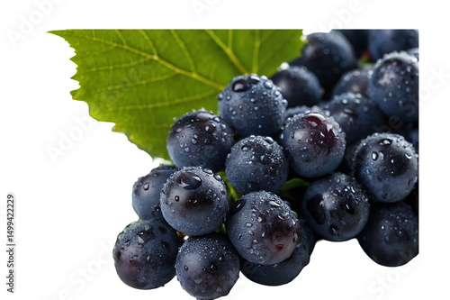 Wallpaper Mural  Fresh Black Grapes with Dew – Juicy Dark Fruit Cluster Rich in Antioxidants & Natural Sweetness Torontodigital.ca