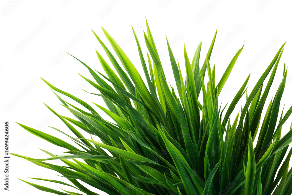 Obraz premium vibrant bunch of fresh green grass isolated on white background