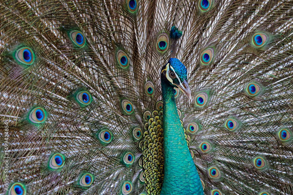 Obraz premium Portrait of beautiful peacock with feathers out. Javan Green Peafowl
