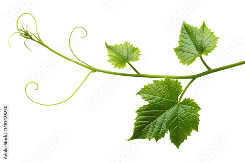 grape vine leaves