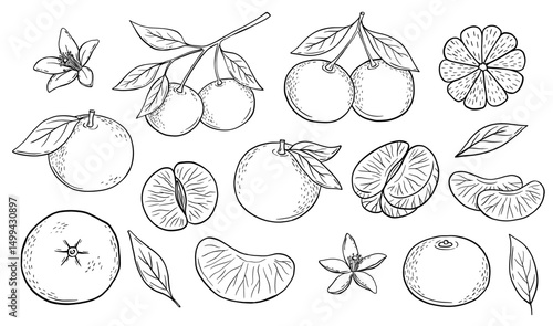 Hand drawn black and white sketch of tangerine fruit branch with leaves. Vector isolated monochrome illustrations set. Engraved style drawing.