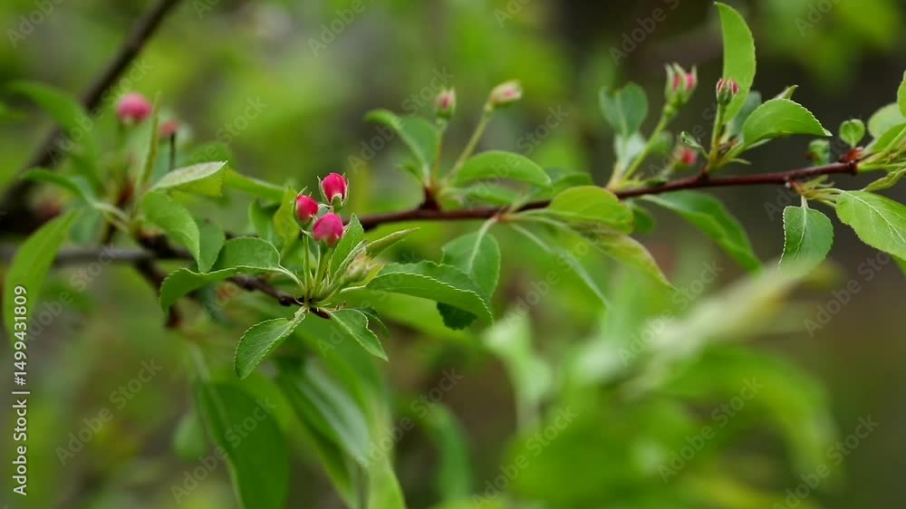 A branch of a small-fruited apple tree with flower buds that have not yet opened. It's windy. A branch of a small-fruited apple tree with flower buds that have not yet opened. It's windy.