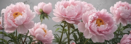 Soft pink peony blossoms, full bloom, elegant backdrop, botanical, elegant, vibrant