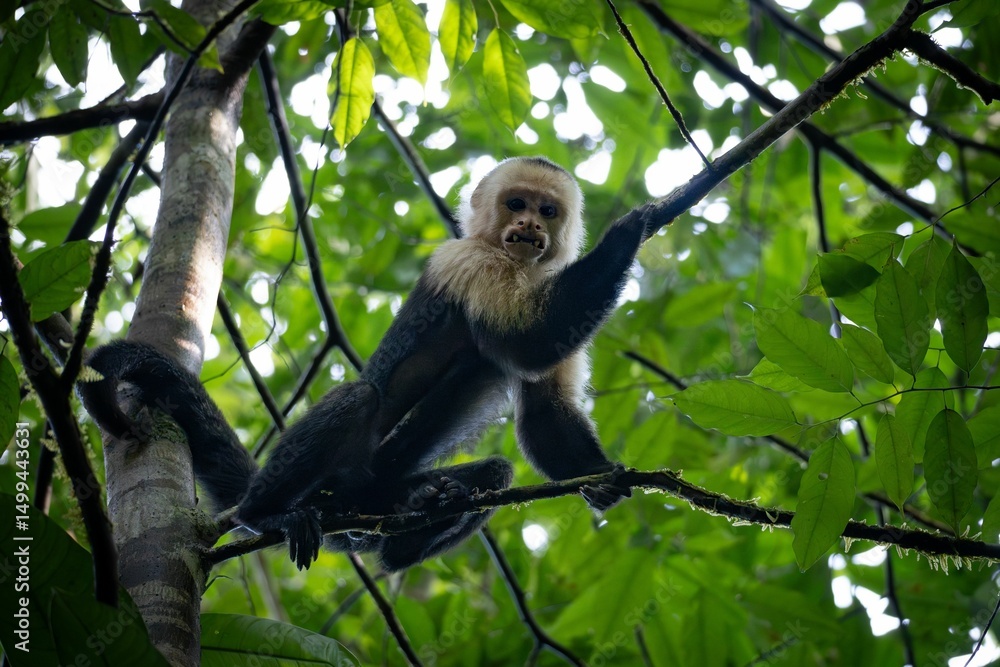 Fototapeta premium Capuchin Monkey in Lush Forest