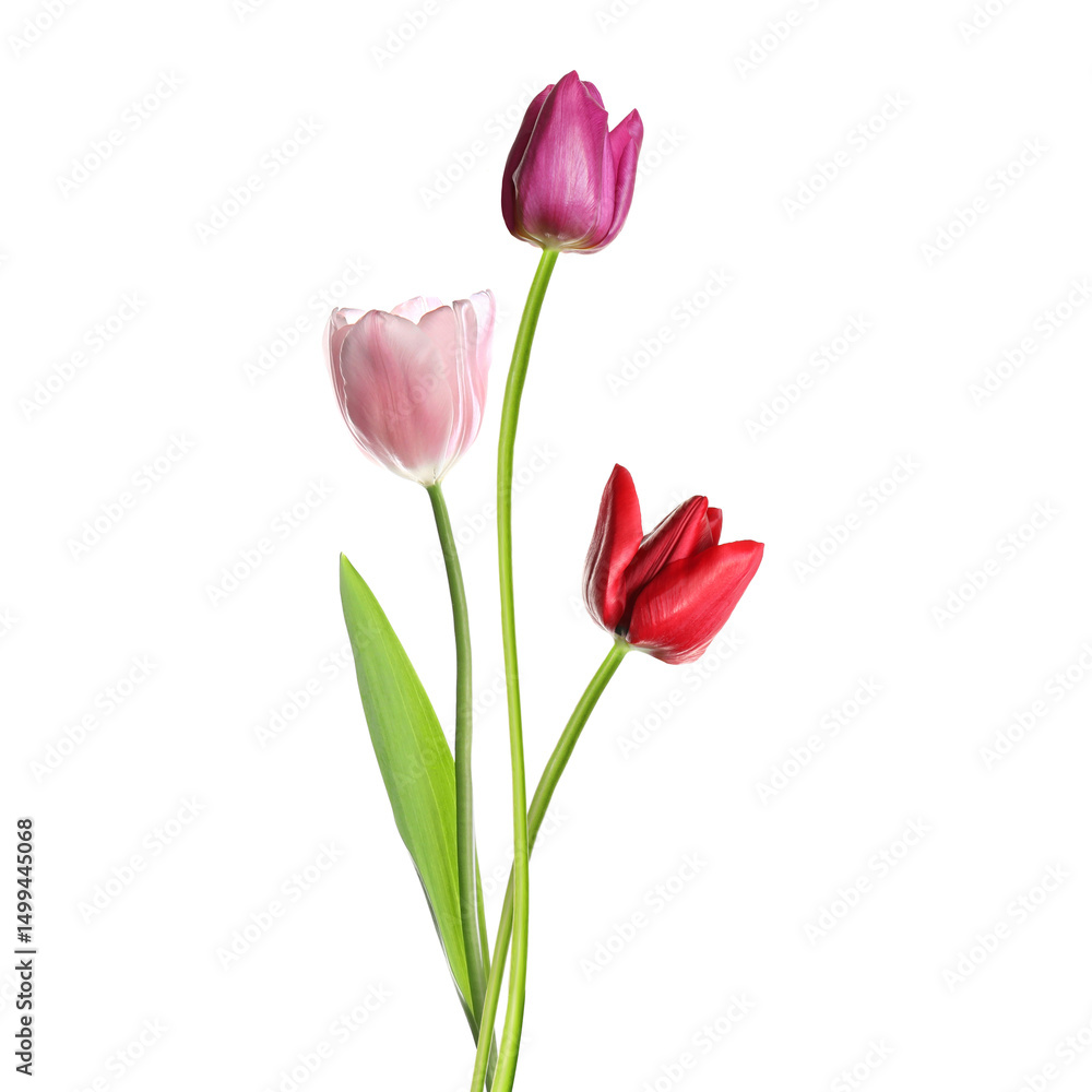 Beautiful colorful tulips isolated on white. Spring flowers Beautiful colorful tulips isolated on white. Spring flowers