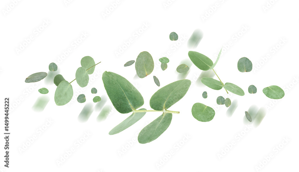 Eucalyptus leaves in air on white background Eucalyptus leaves in air on white background