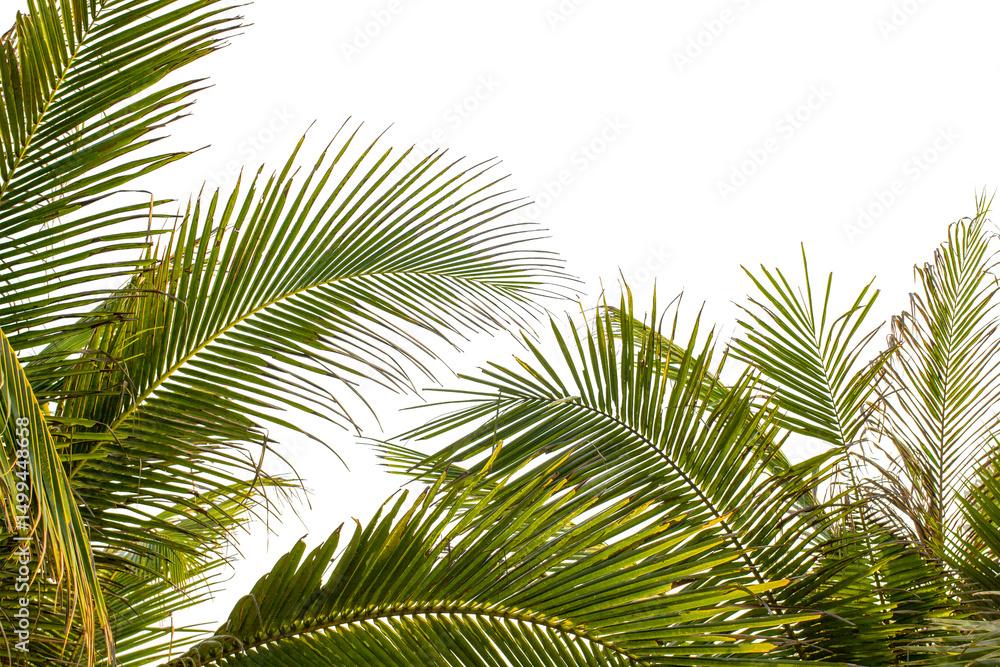 palm tree isolated on white palm tree isolated on white