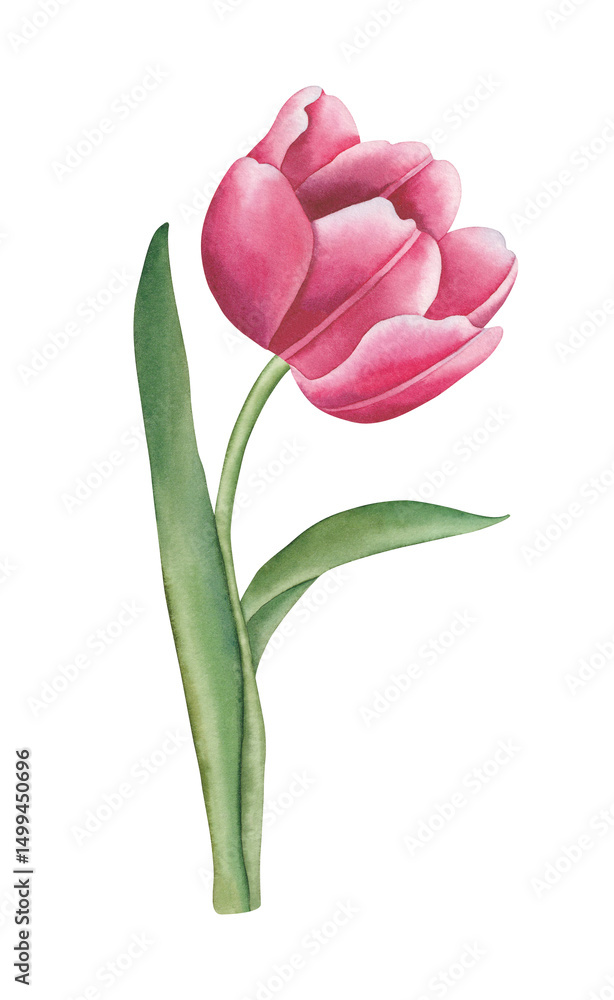 Fototapeta premium Watercolor tulip with green leaf. Hand drawn watercolor floral illustration, isolated white background