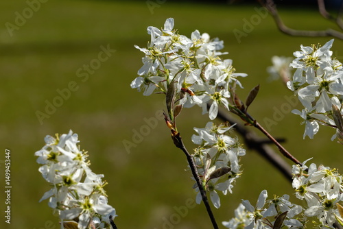White juneberry flowers in the garden