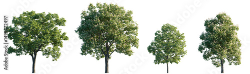 Aesculus hippocastanum, the horse chestnut trees isolated png on transparent background premium cutout foreground tree (horse-chestnut, European horsechestnut, buckeye, conker tree, castanea)