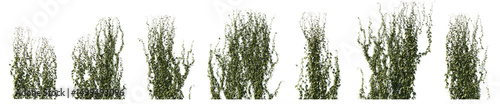 Fotografi Climbing creeper ivy plant isolated png on transparent background premium cutout
