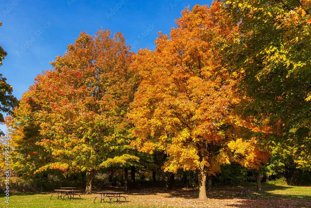 Obraz premium Bronte Creek Provincial Park Picnic area during the autumn, Ontario, Canada