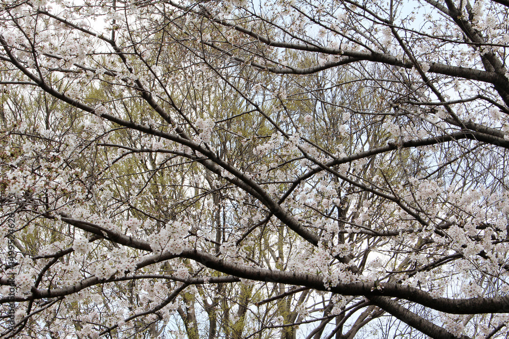 Cherry tree with white blossoms in a natural forest background. Trees with fresh green leaves in spring. Cherry tree with white blossoms in a natural forest background. Trees with fresh green leaves in spring.