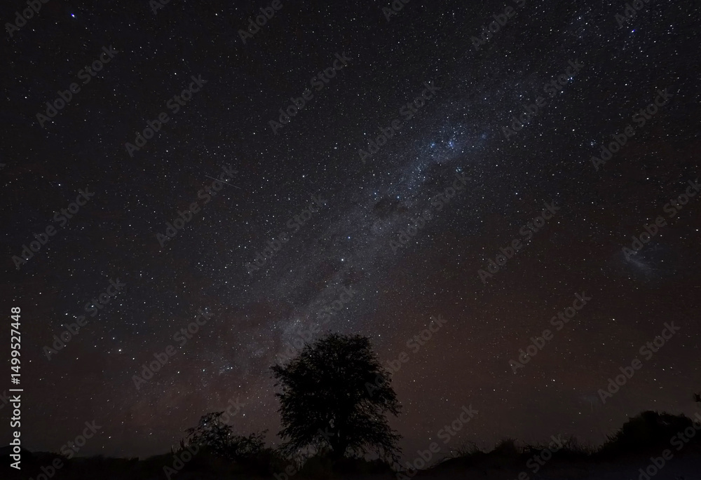 Obraz premium Un arbol y de fondo la via lactea desde el Desierto de Atacama, Chile