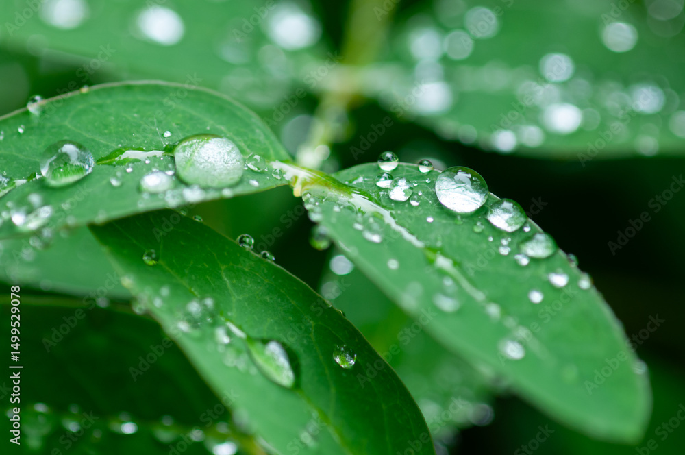 雨のしずく 雨のしずく
