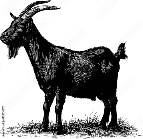 Black and white drawing of a goat standing on grass, detailed line art. Vector illustration